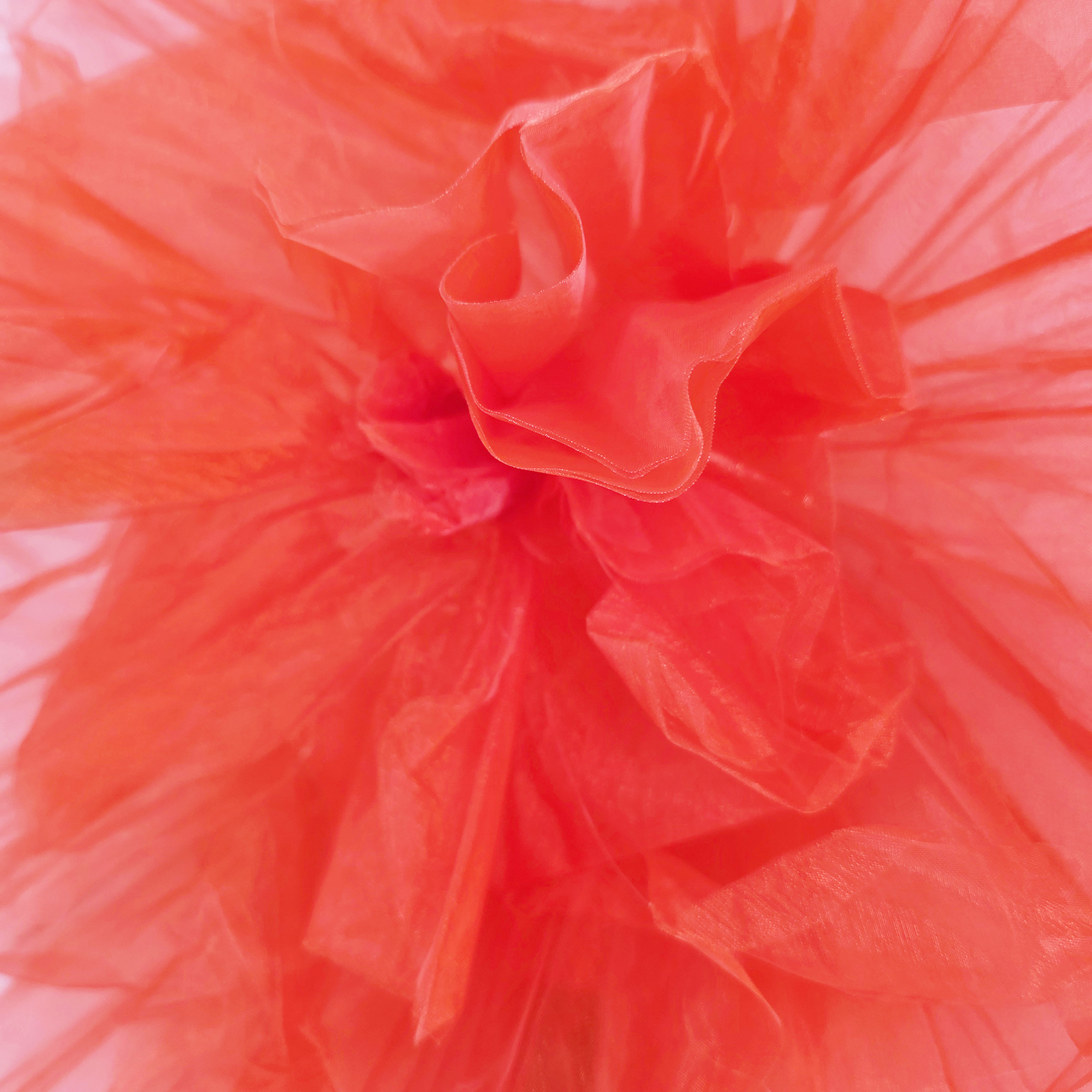 闪现牡丹花(中)